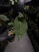 Anthurium #BlackCherry 'Red' x (hoffx x noid)
