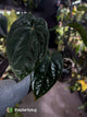 Anthurium #MidnightVelvet 'Deep Ruby' x 'Bloodmoon' 🩸