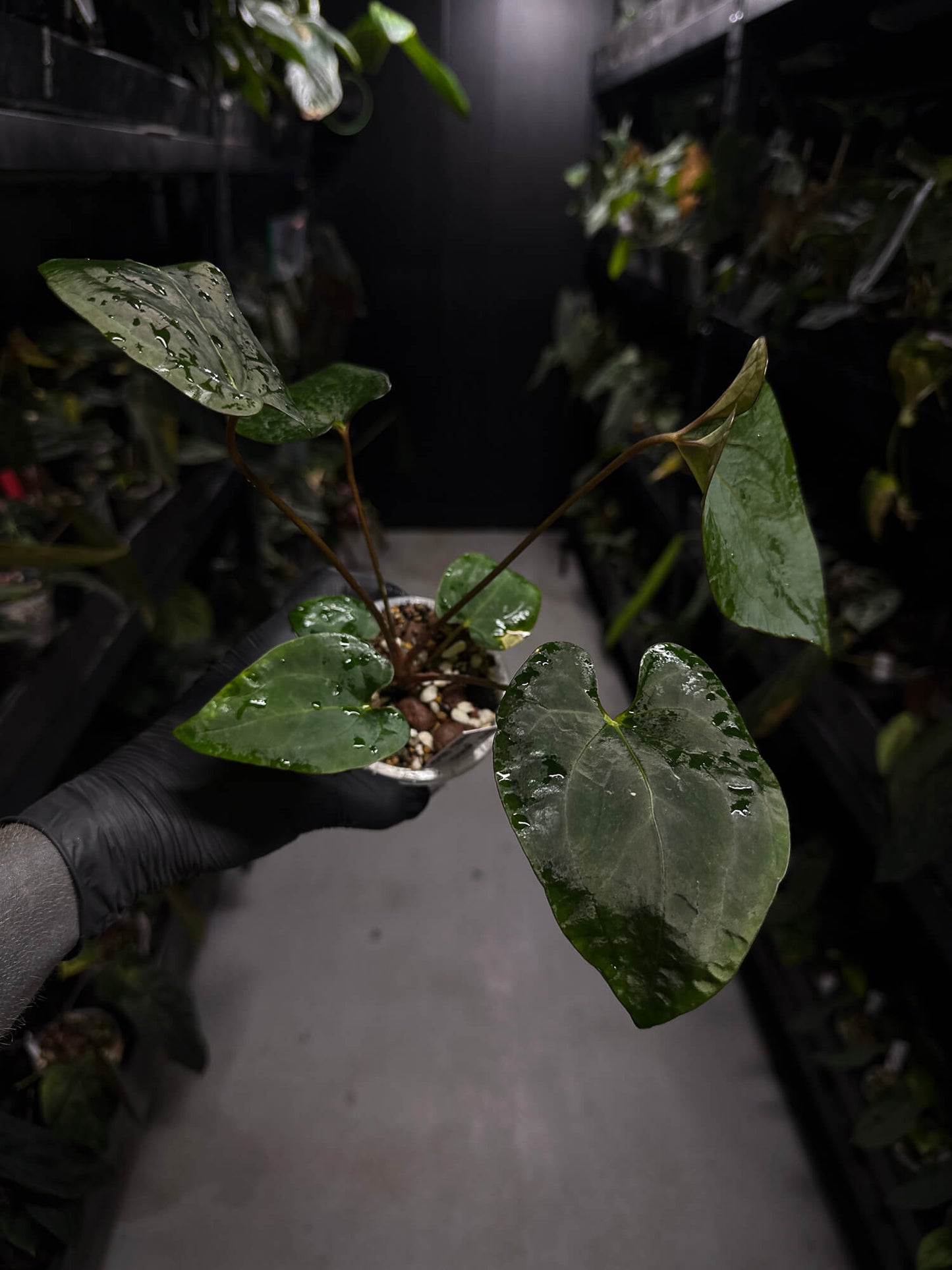 Anthurium #BlackCherry 'Red' x (hoffx x noid)