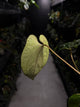 Anthurium #BlackCherry 'Red' x (hoffx x noid)