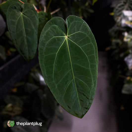 Anthurium 'Ruby Zoisite' x 'Jayda' • first release 🎉