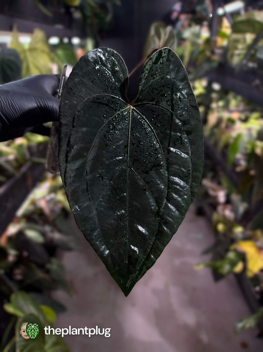 Anthurium #BlackBasilisk '1' • select plant