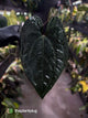 Anthurium #BlackBasilisk '1' • select plant