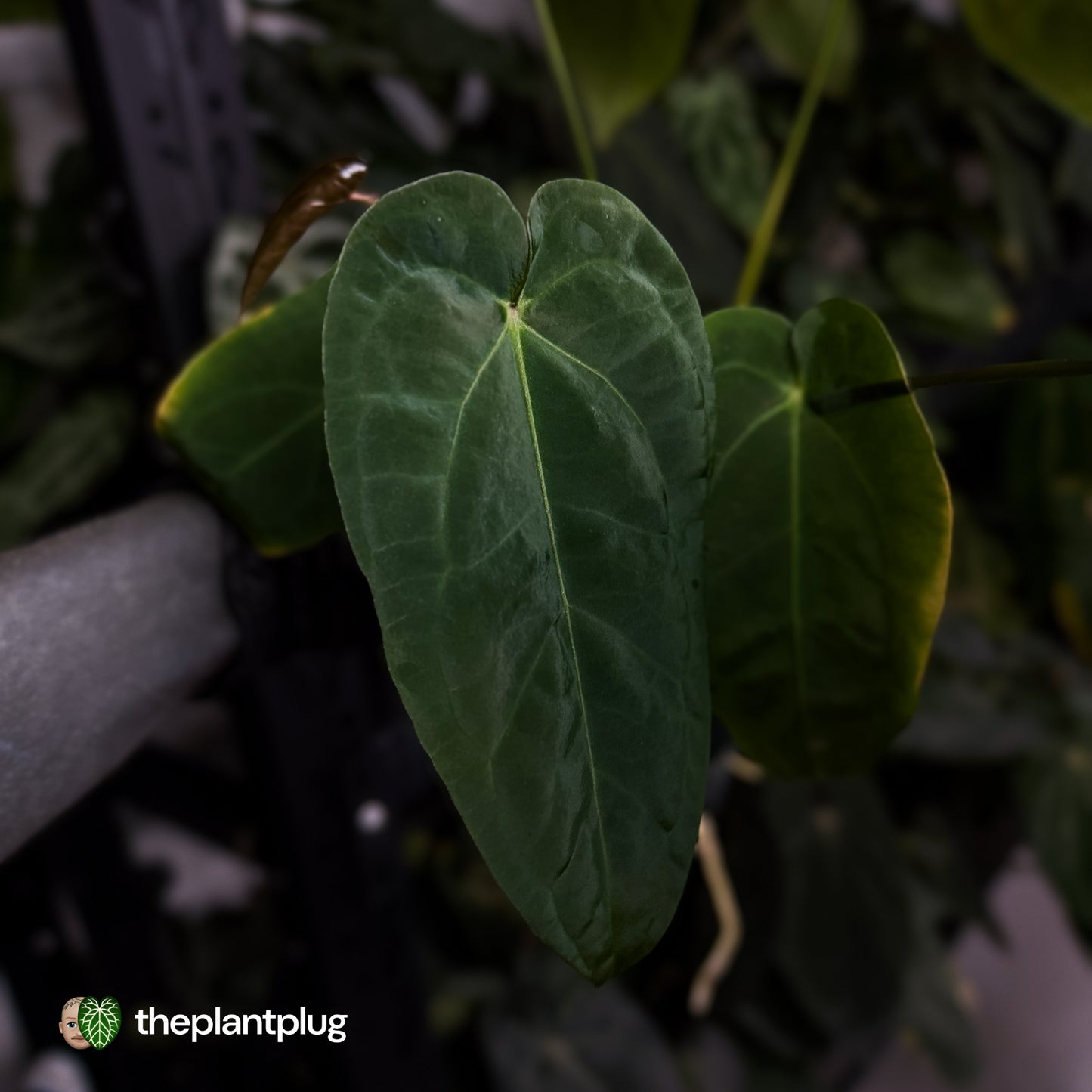 Anthurium 'Ruby Zoisite' x 'Jayda' • first release 🎉