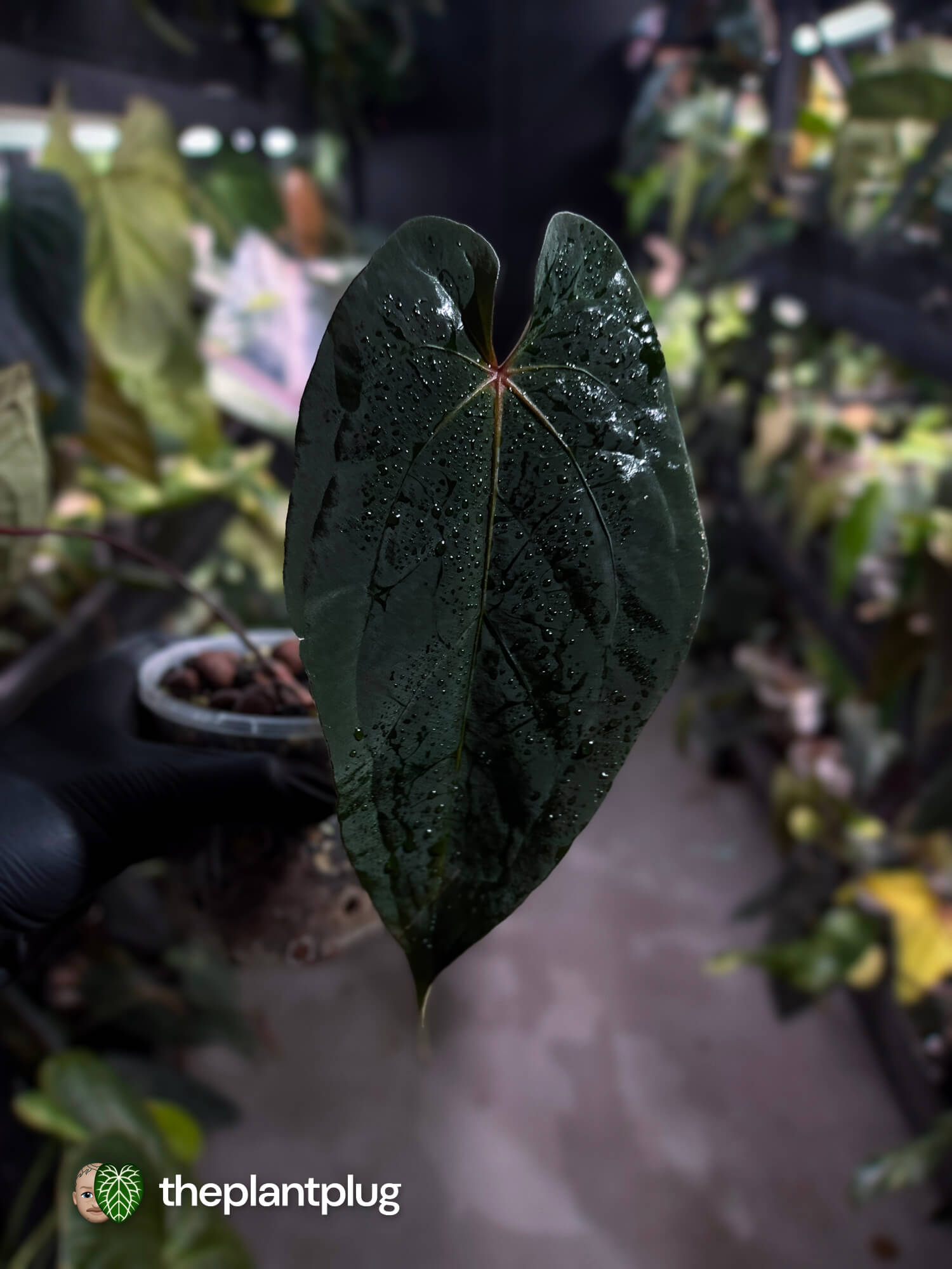Anthurium #BlackBasilisk '1' • select plant