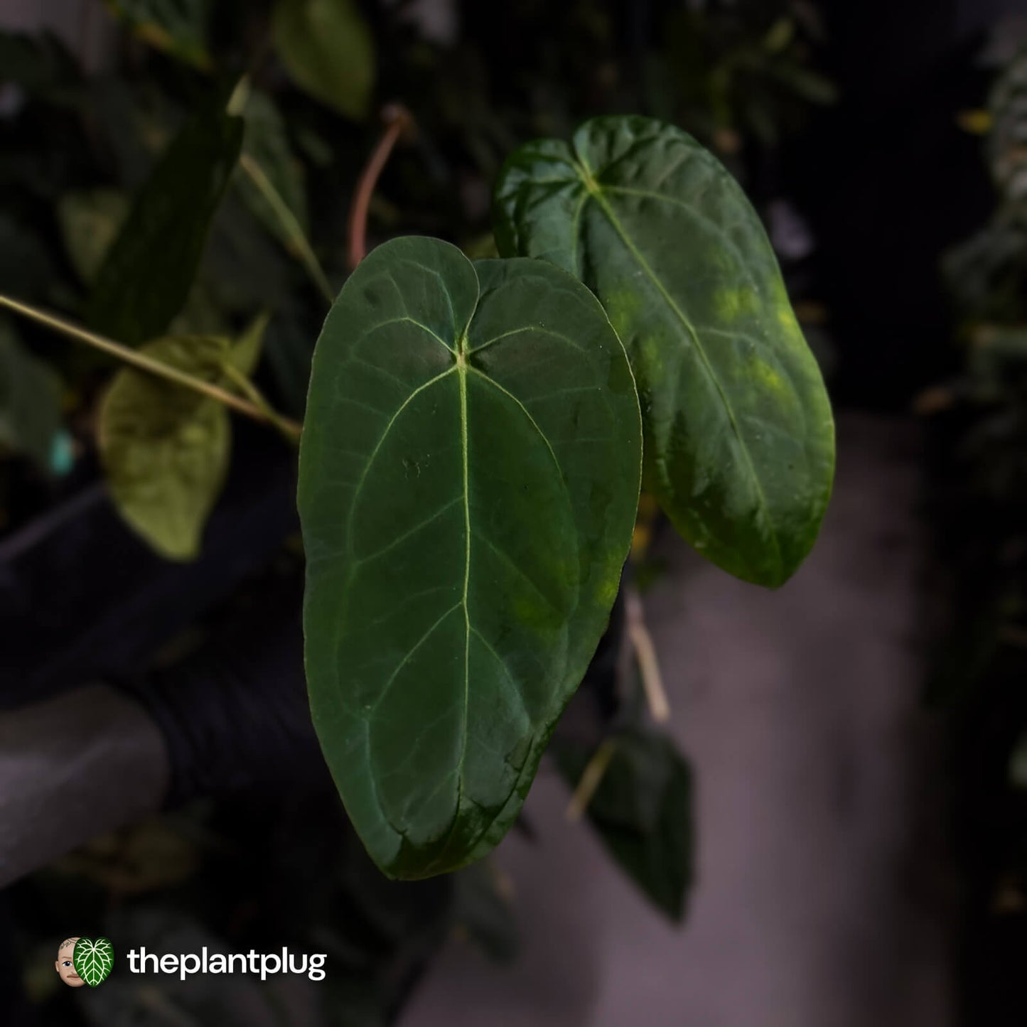 Anthurium 'Ruby Zoisite' x 'Jayda' • first release 🎉
