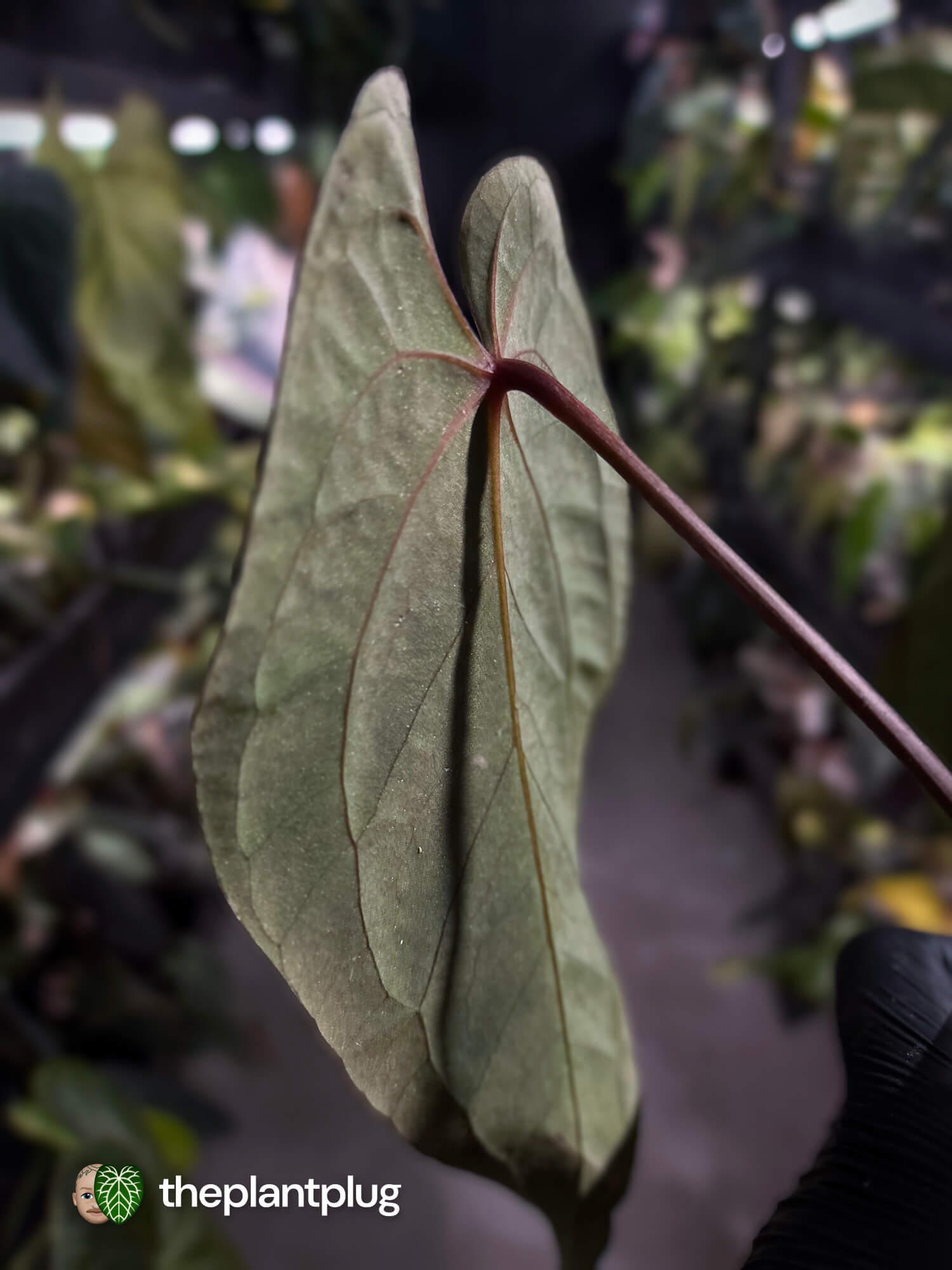 Anthurium #BlackBasilisk '1' • select plant