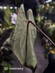 Anthurium #BlackBasilisk '1' • select plant