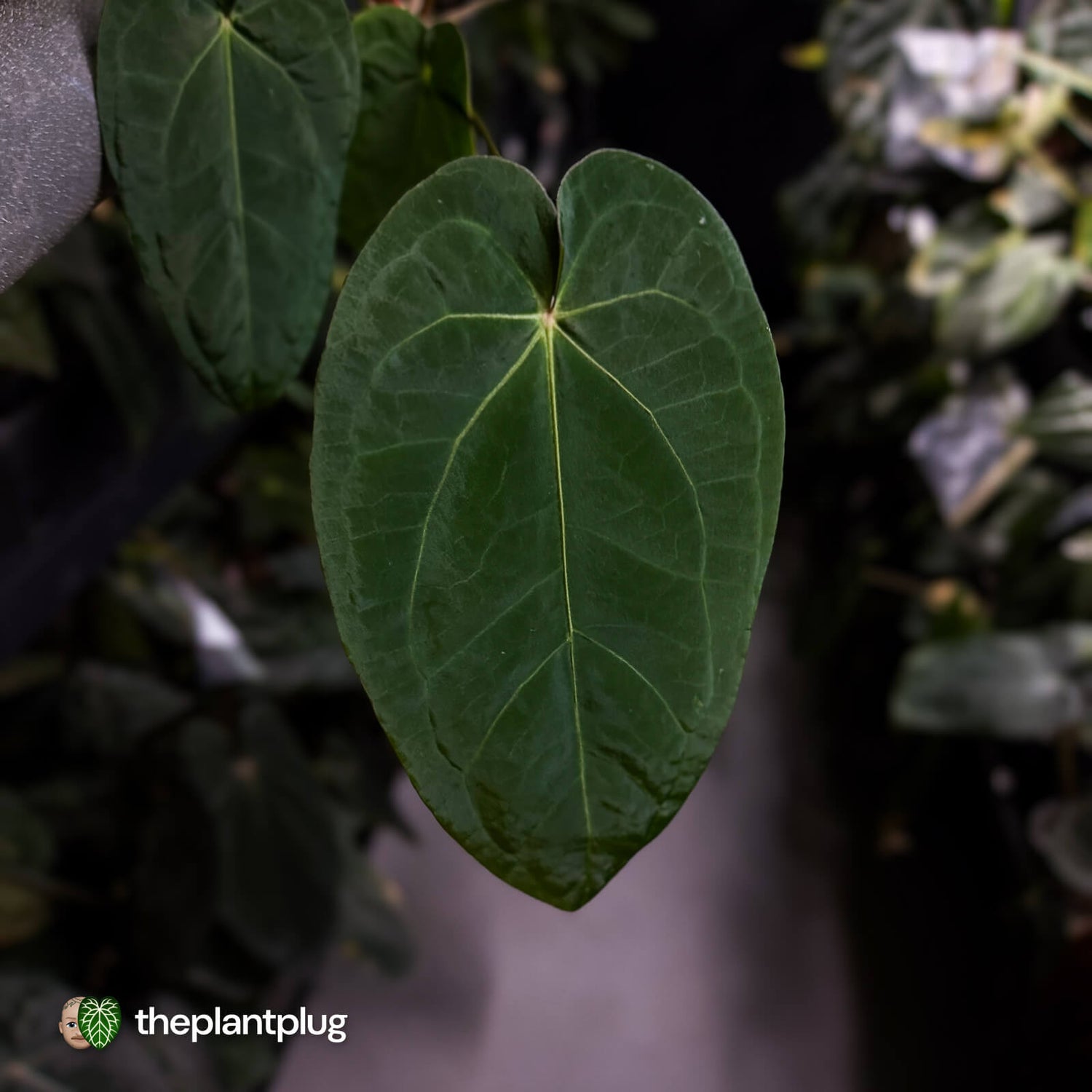 Anthurium 'Ruby Zoisite' x 'Jayda' • first release 🎉