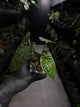 Anthurium antolakii / 'BVEP' x 'RVDP'