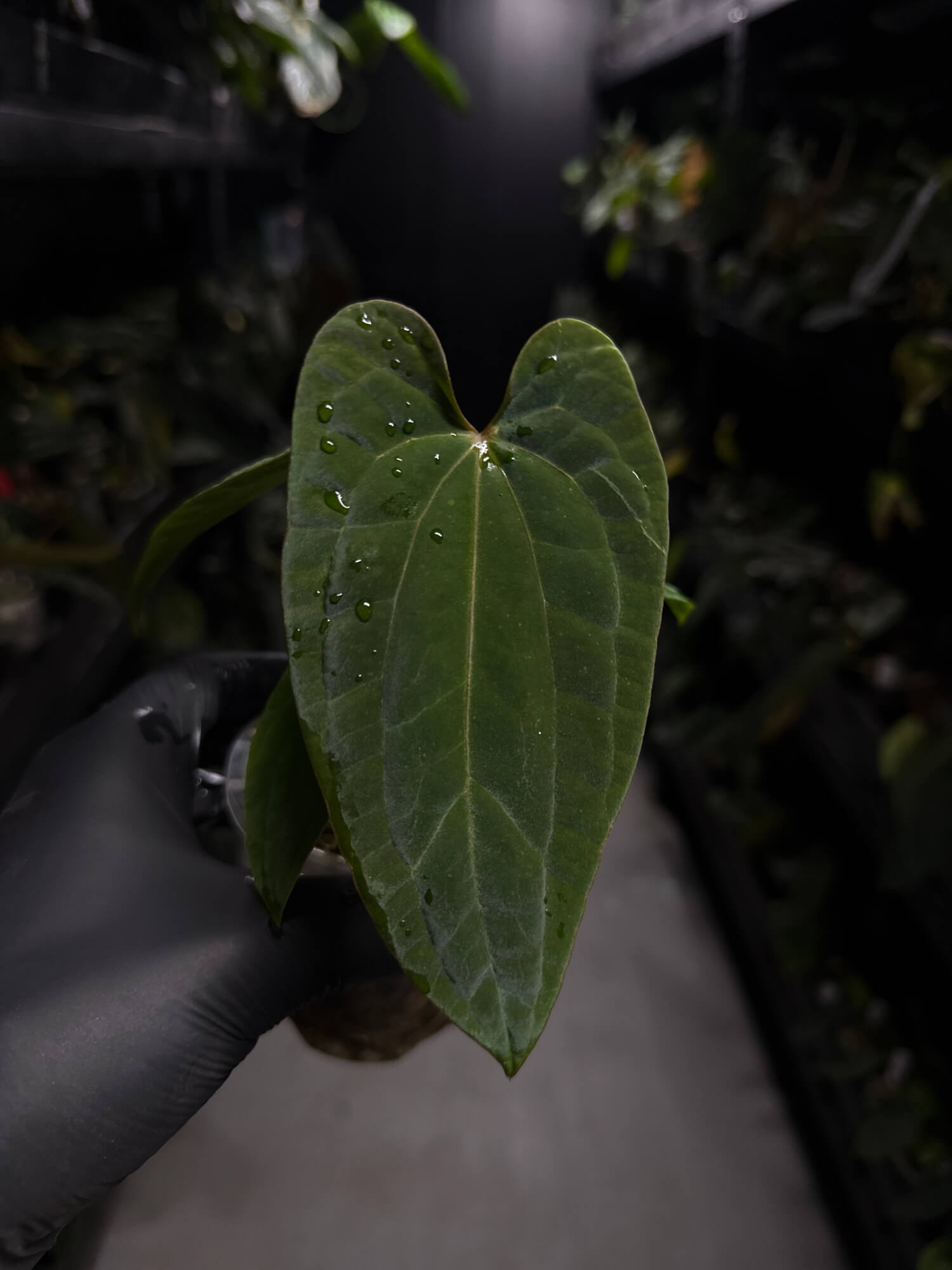 Anthurium antolakii / 'BVEP' x 'RVDP'