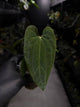 Anthurium antolakii / 'BVEP' x 'RVDP'