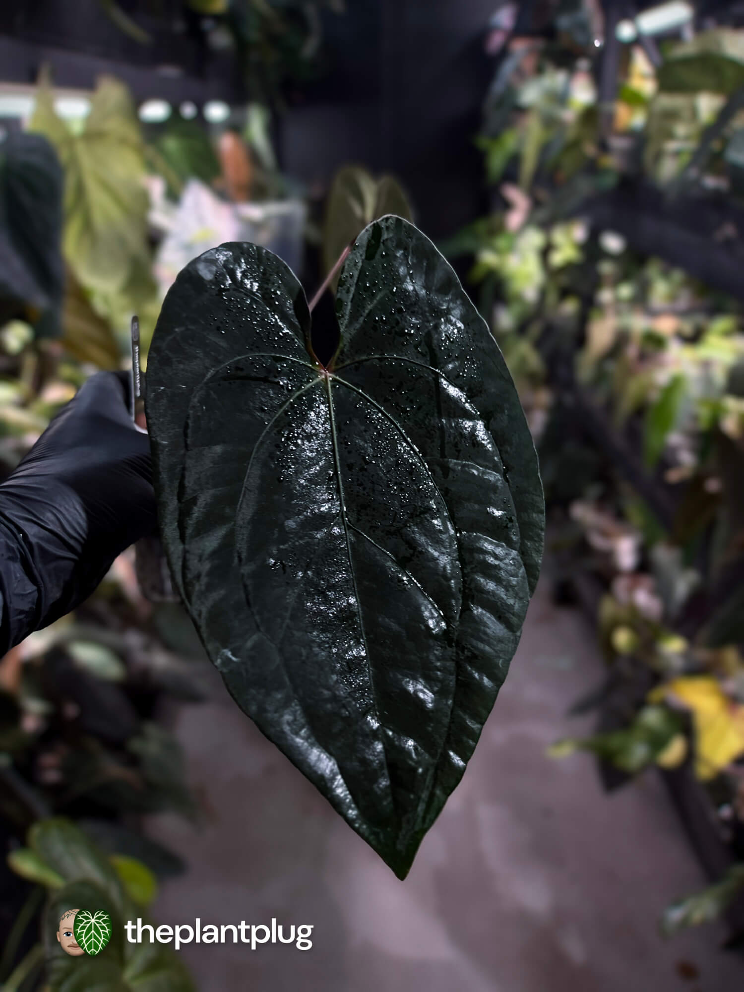 Anthurium #BlackBasilisk '1' • select plant