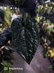 Anthurium #BlackBasilisk '1' • select plant