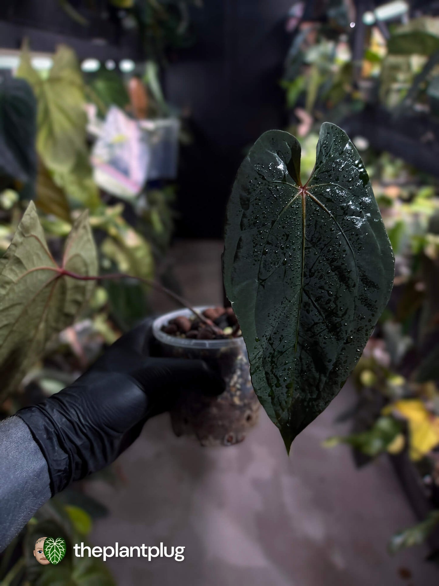 Anthurium #BlackBasilisk '1' • select plant