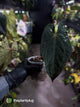 Anthurium #BlackBasilisk '1' • select plant