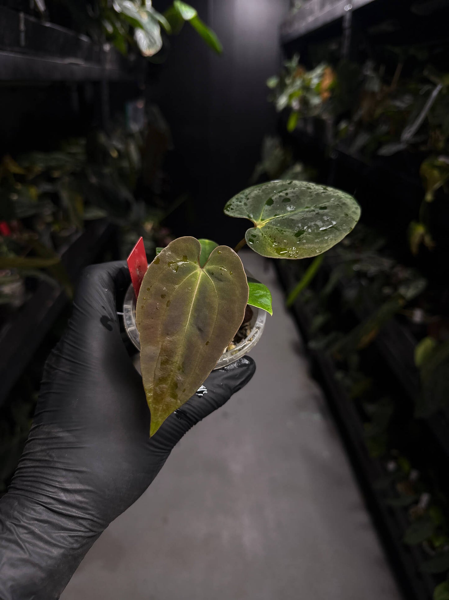 Anthurium #ToroRojo • papillilaminum x besseae aff 'red'
