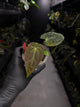 Anthurium #ToroRojo • papillilaminum x besseae aff 'red'