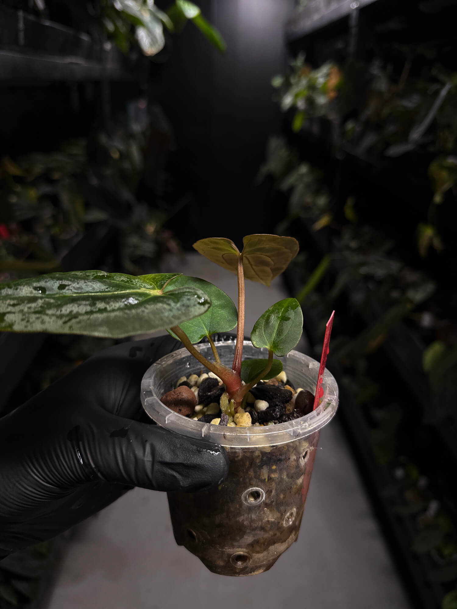 Anthurium #ToroRojo • papillilaminum x besseae aff 'red'