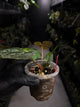 Anthurium #ToroRojo • papillilaminum x besseae aff 'red'