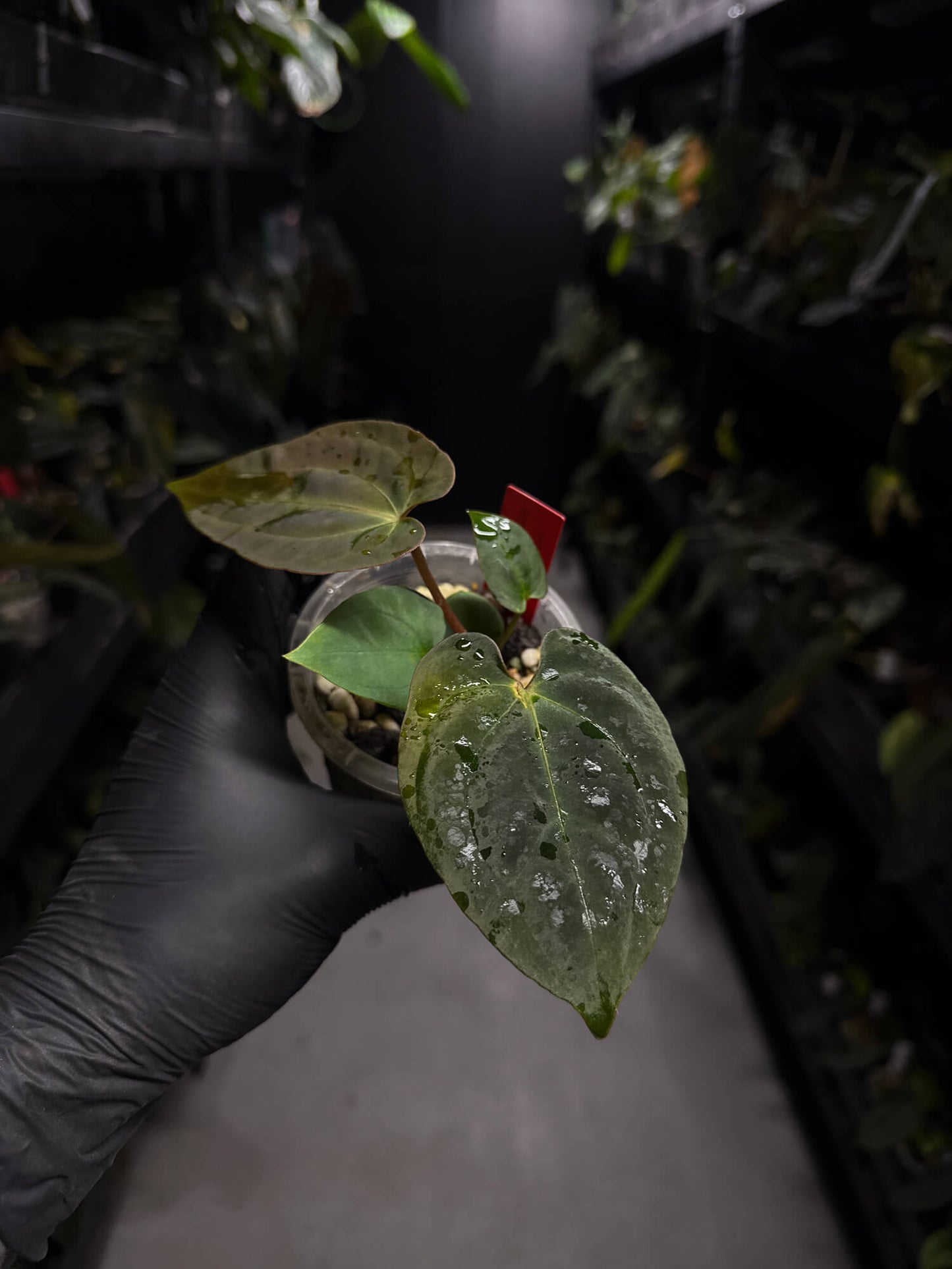 Anthurium #ToroRojo • papillilaminum x besseae aff 'red'