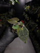 Anthurium #ToroRojo • papillilaminum x besseae aff 'red'