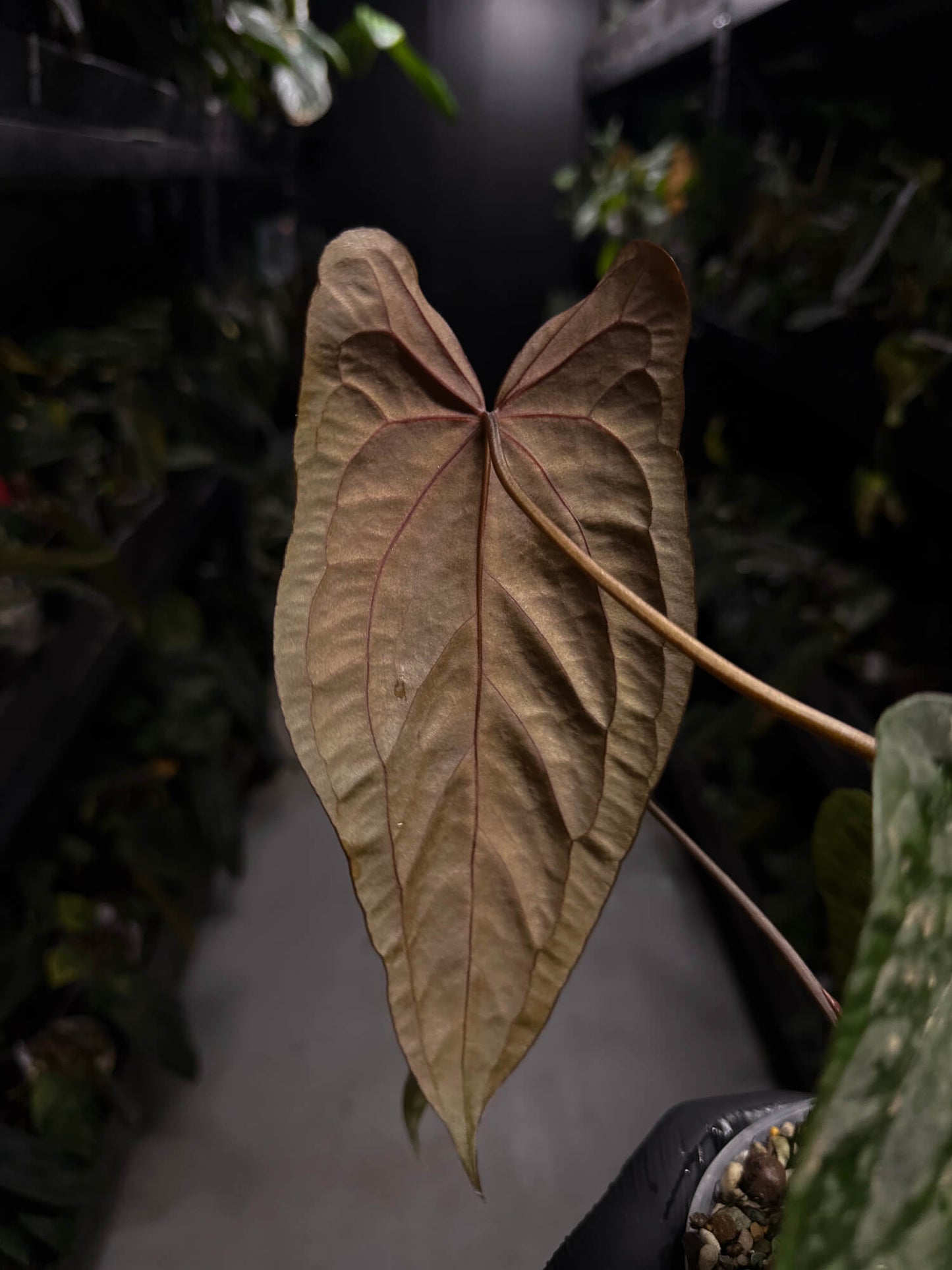 Anthurium papillilaminum 'GY' x 'Midnight Velvet'
