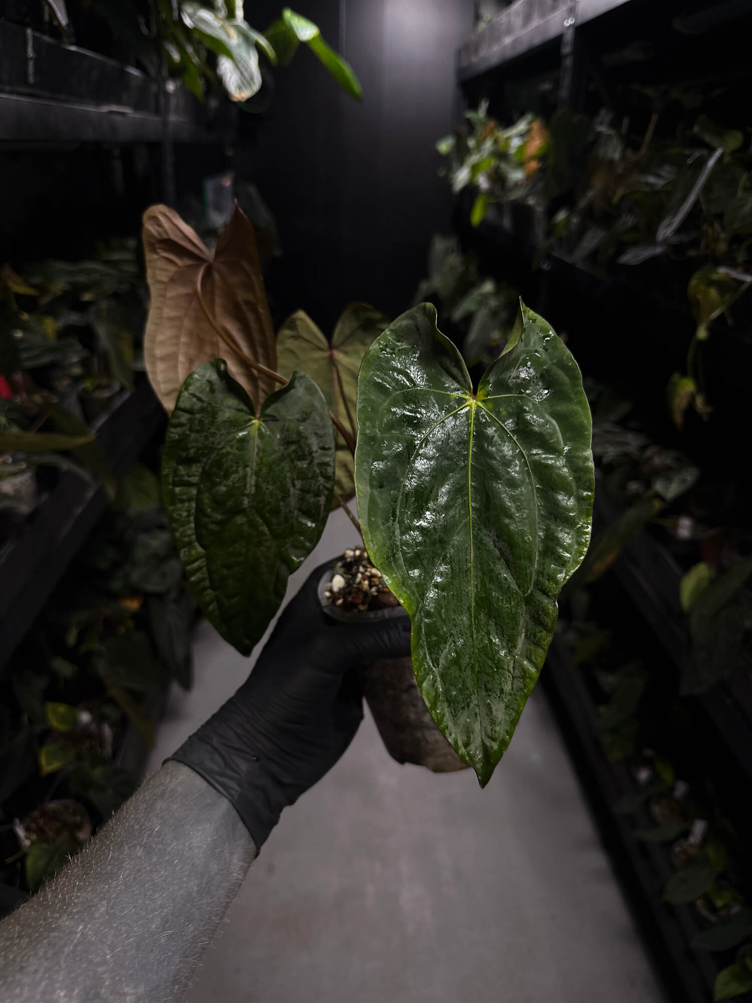 Anthurium papillilaminum 'GY' x 'Midnight Velvet'
