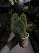 Anthurium #DarkMalice • ('Midnight Velvet' x crys) x besseae aff