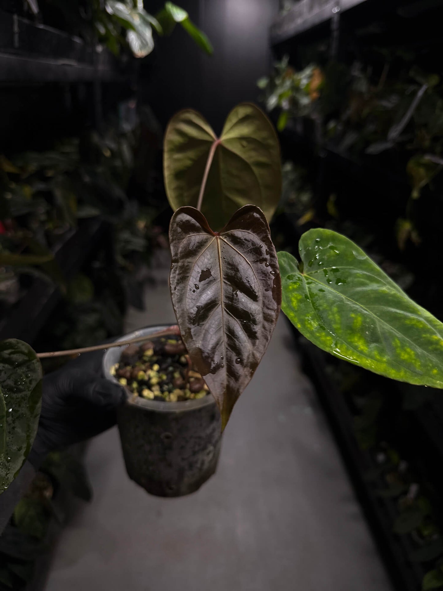 Anthurium #DarkMalice • ('Midnight Velvet' x crys) x besseae aff