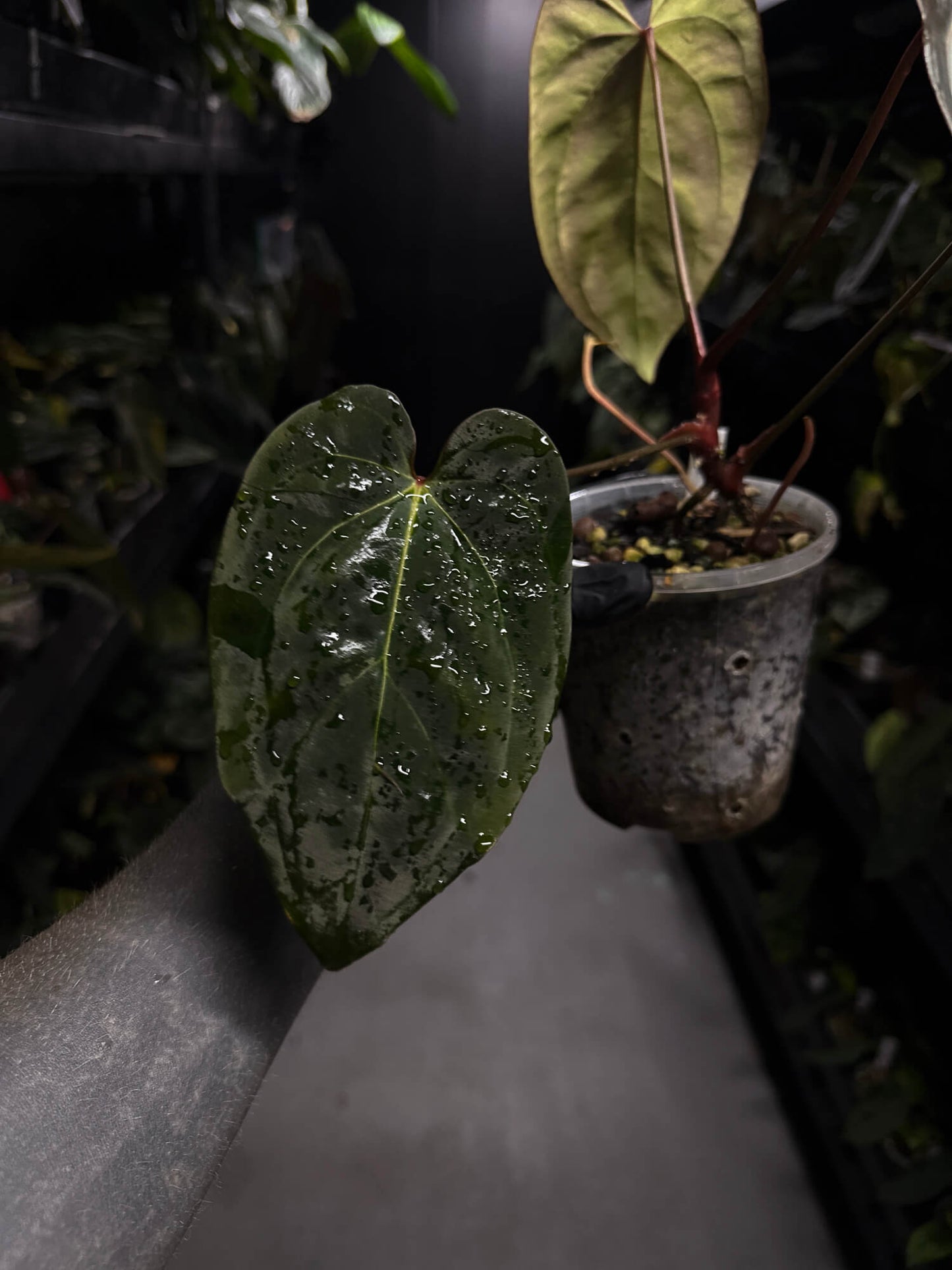 Anthurium #DarkMalice • ('Midnight Velvet' x crys) x besseae aff