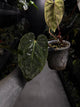 Anthurium #DarkMalice • ('Midnight Velvet' x crys) x besseae aff