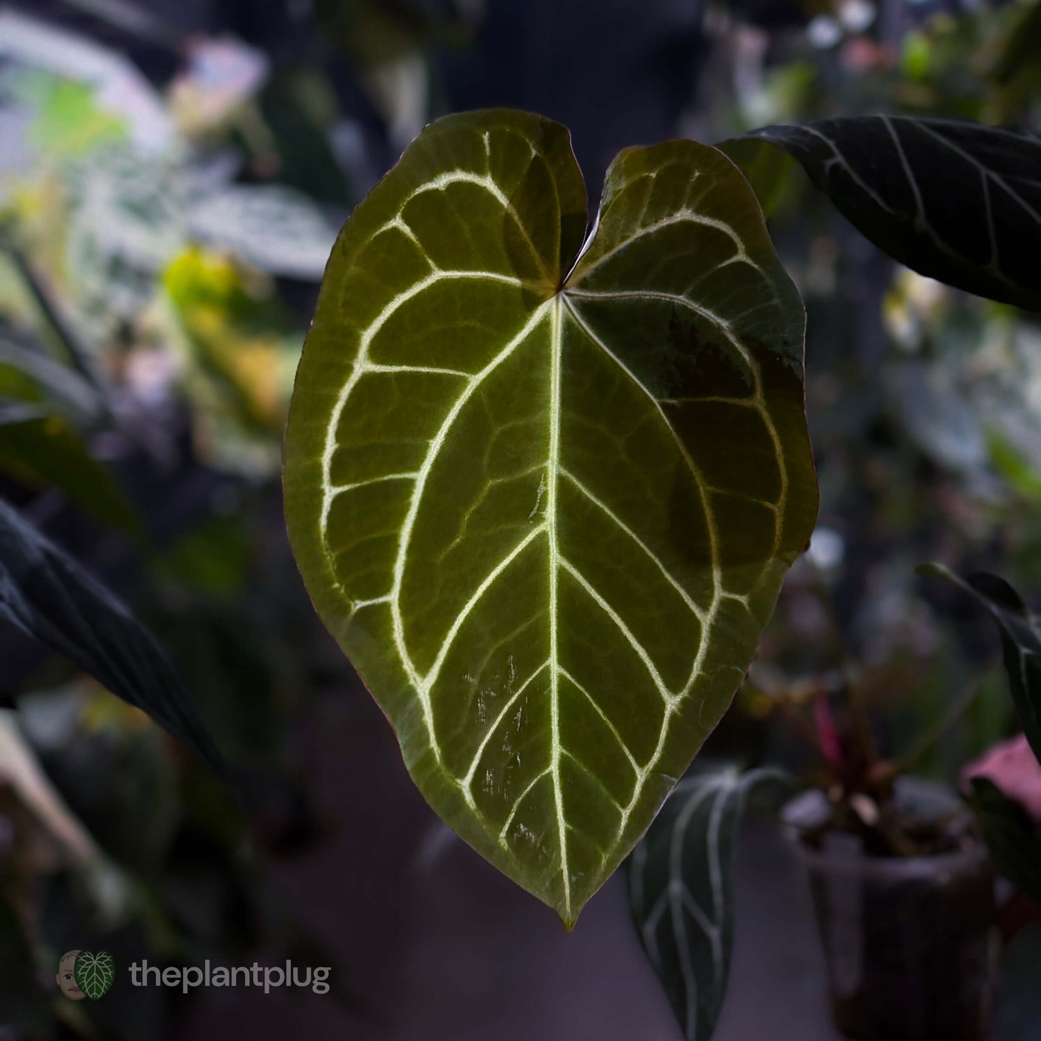 Anthurium ('Zara' x 'Michelle') x carlablackiae 'NSE' • XL flowering plant.
