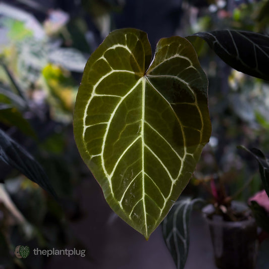 Anthurium ('Zara' x 'Michelle') x carlablackiae 'NSE' • XL flowering plant.