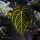 Anthurium ('Zara' x 'Michelle') x carlablackiae 'NSE' • XL flowering plant.