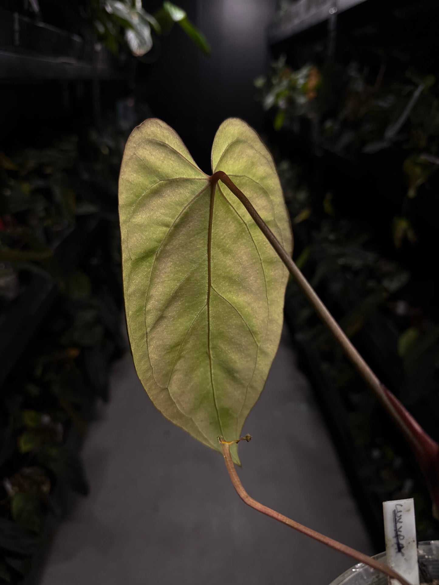 Anthurium #DarkMalice • ('Midnight Velvet' x crys) x besseae aff