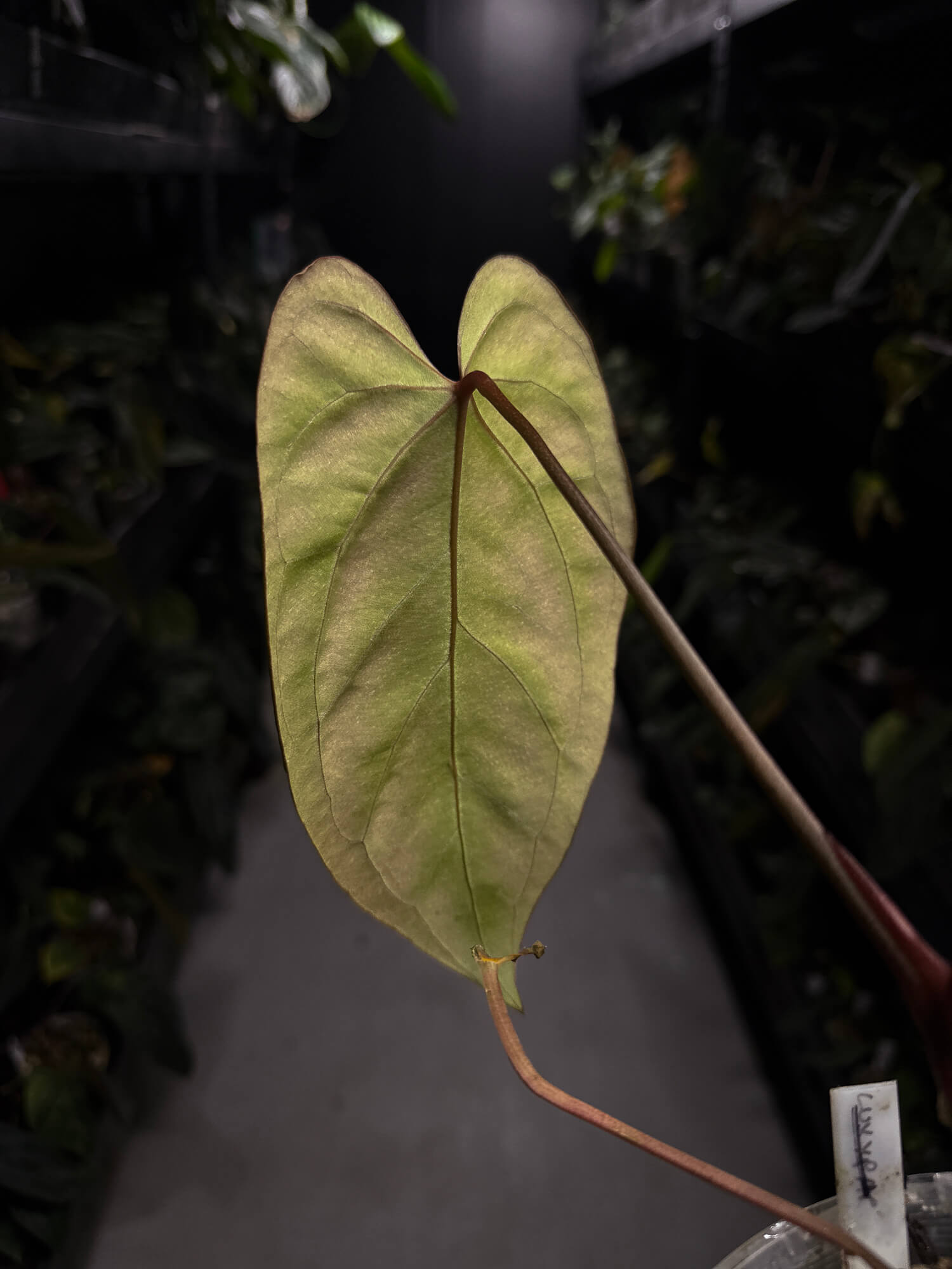 Anthurium #DarkMalice • ('Midnight Velvet' x crys) x besseae aff