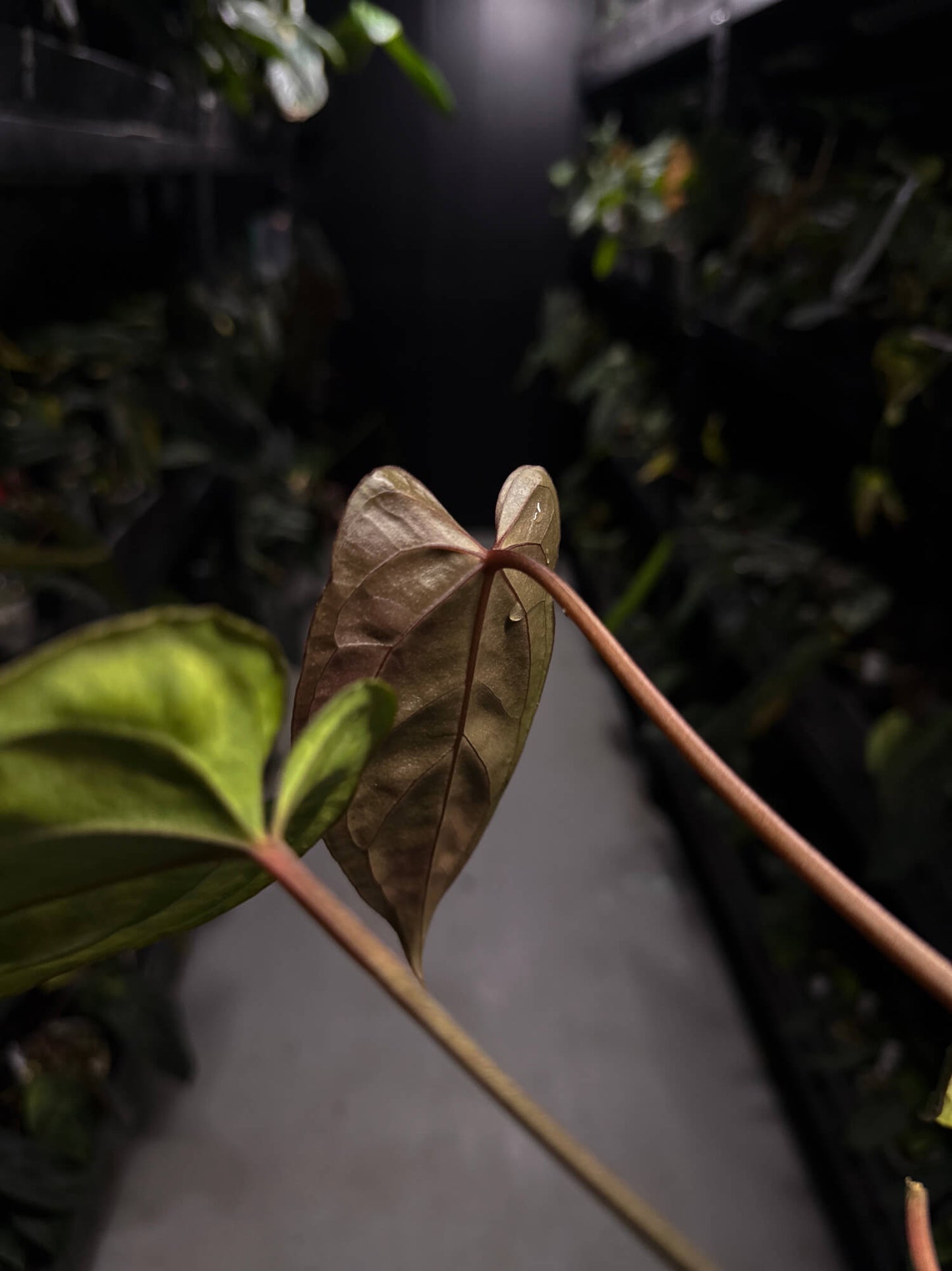 Anthurium #DarkMalice • ('Midnight Velvet' x crys) x besseae aff