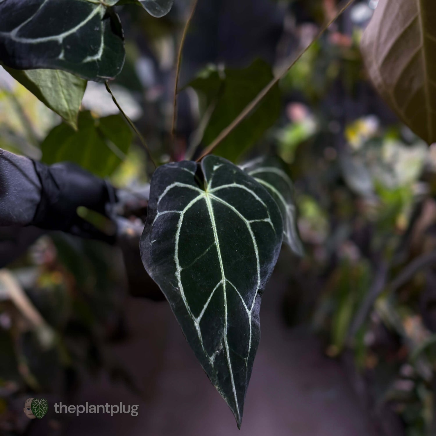 Anthurium ('Zara' x 'Michelle') x carlablackiae 'NSE' • XL flowering plant.