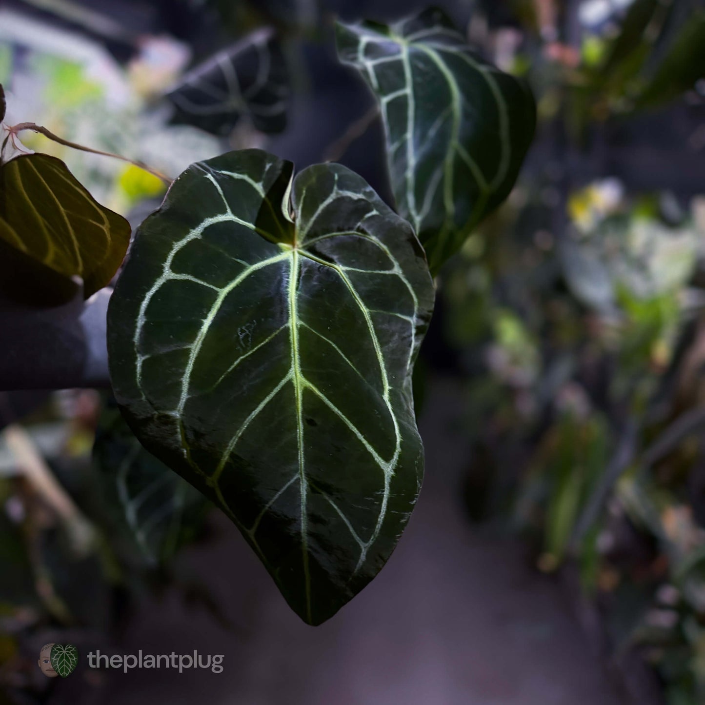 Anthurium ('Zara' x 'Michelle') x carlablackiae 'NSE' • XL flowering plant.