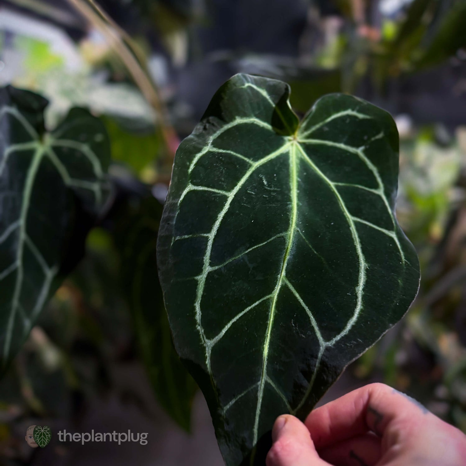Anthurium ('Zara' x 'Michelle') x carlablackiae 'NSE' • XL flowering plant.