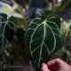 Anthurium ('Zara' x 'Michelle') x carlablackiae 'NSE' • XL flowering plant.