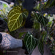 Anthurium ('Zara' x 'Michelle') x carlablackiae 'NSE' • XL flowering plant.