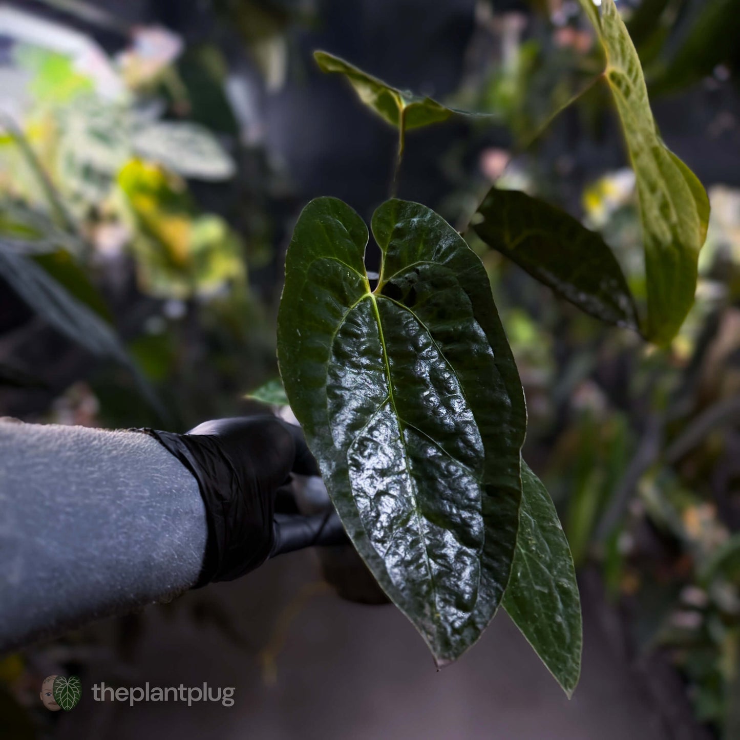 Anthurium papillilaminum ('Long' x 'Long Bullet') x self