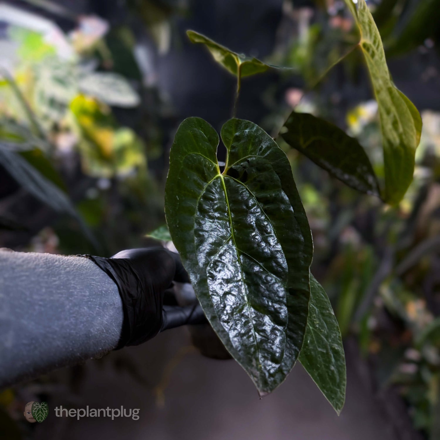 Anthurium papillilaminum ('Long' x 'Long Bullet') x self