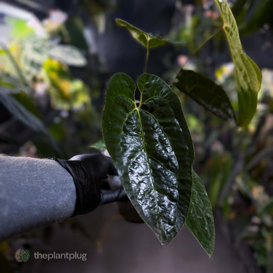 Anthurium papillilaminum ('Long' x 'Long Bullet') x self