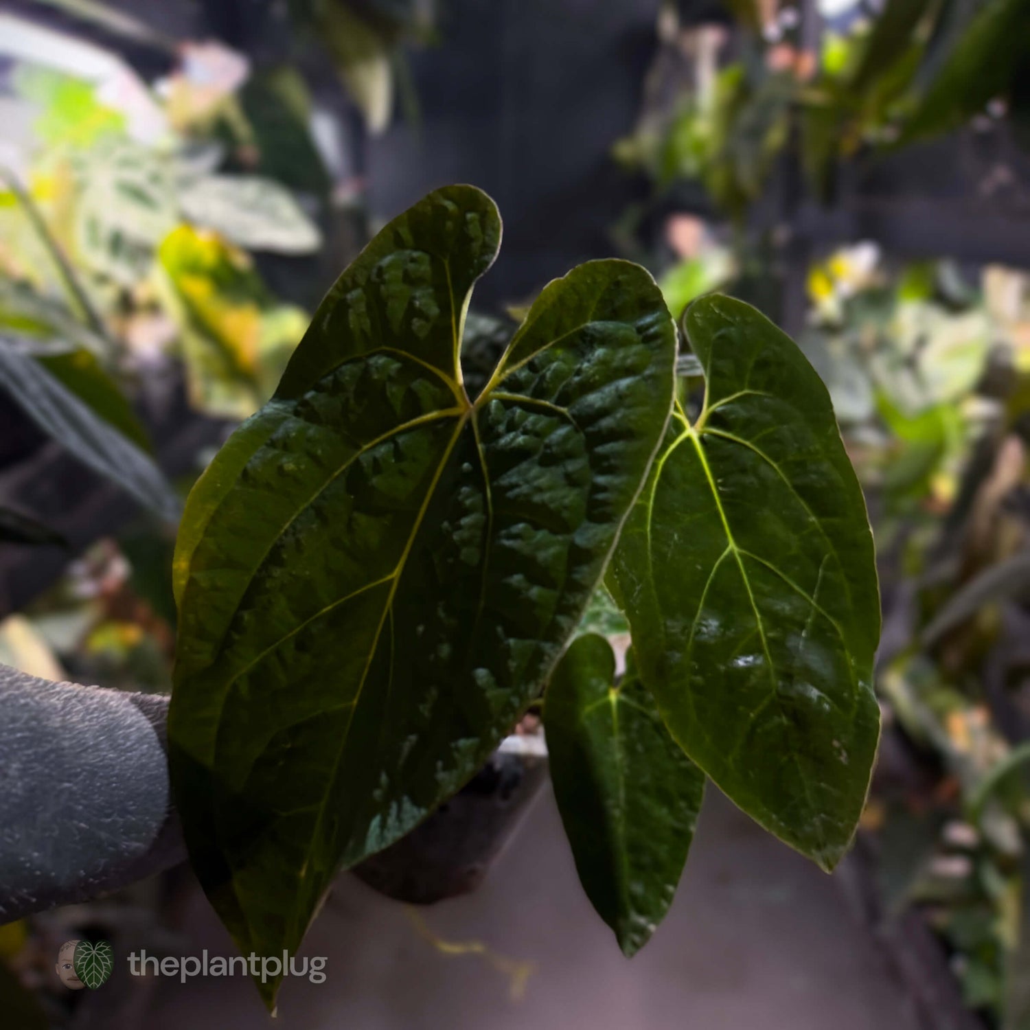Anthurium papillilaminum ('Long' x 'Long Bullet') x self