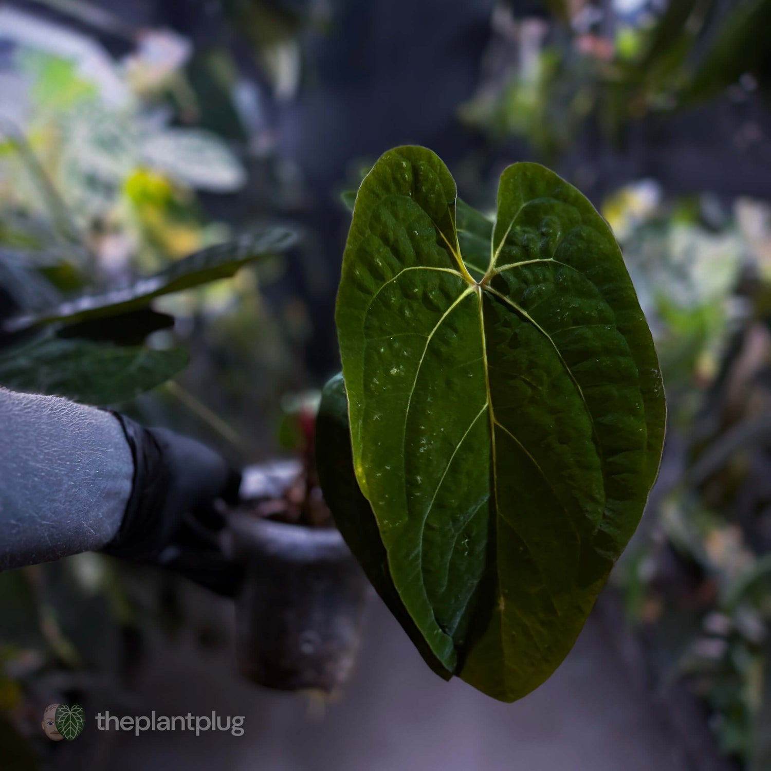 Anthurium papillilaminum ('Long' x 'Long Bullet') x self