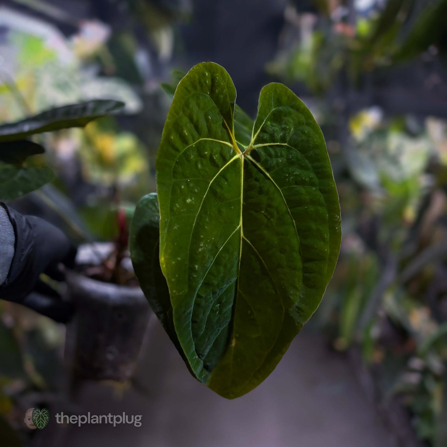 Anthurium papillilaminum ('Long' x 'Long Bullet') x self