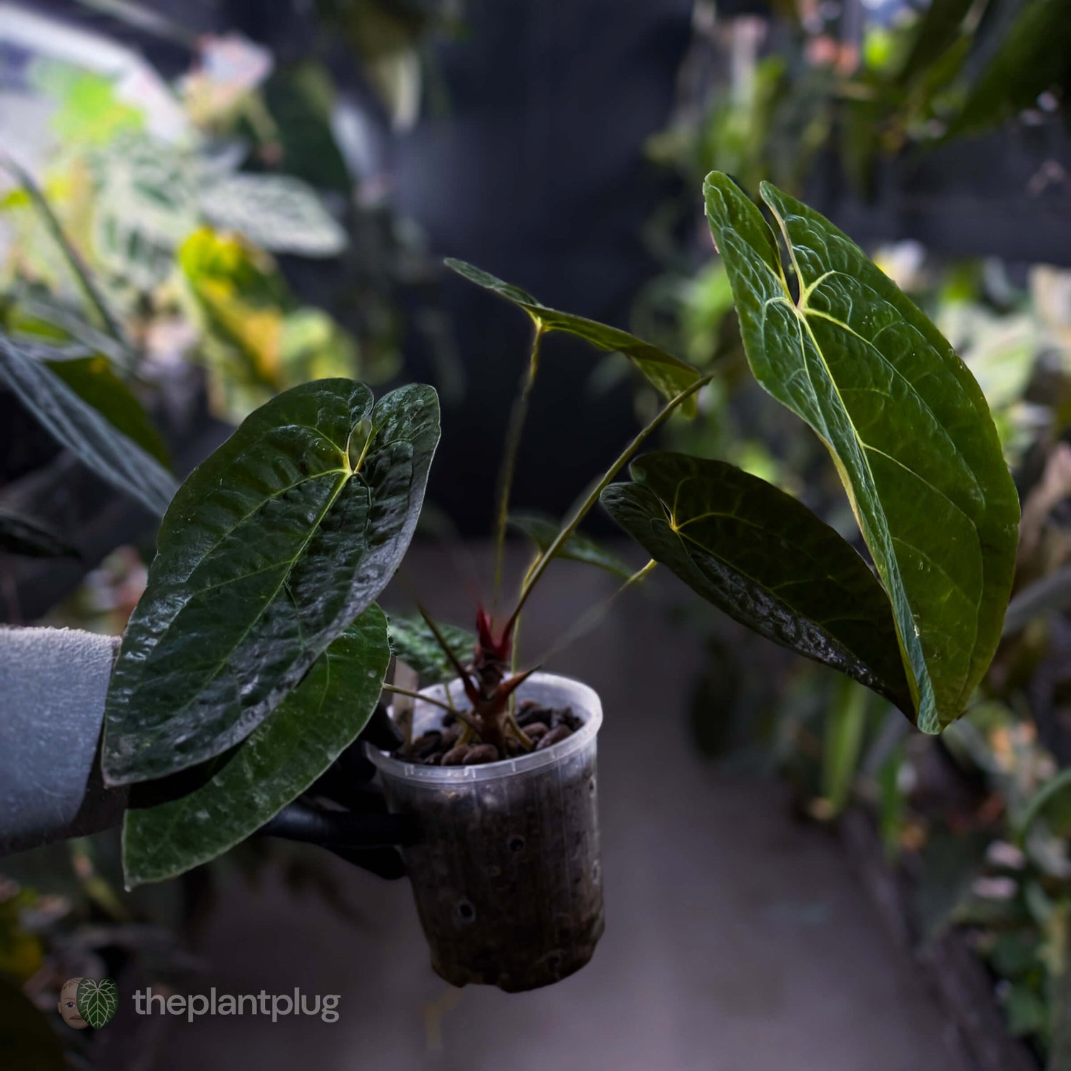 Anthurium papillilaminum ('Long' x 'Long Bullet') x self